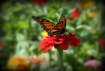 Butterfly Flower Soft&nbsp;Focus