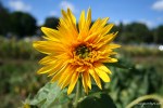 Sunshine