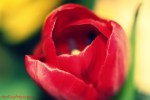 Tulip Close CP