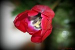 Tulip Soften